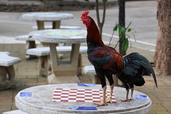 Le coq à outlet trois pattes